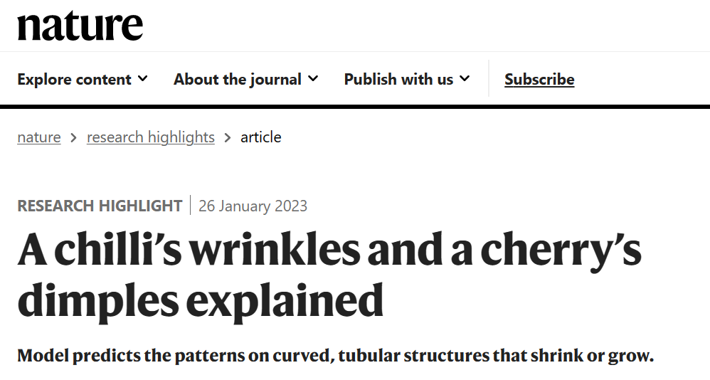 被Nature亮点报道！复旦大学研究人员观察辣椒表面褶皱成因，登上顶刊PRL！,图片,辣椒,褶皱成因,Nature,环形核壳结构,环面结构,第3张
