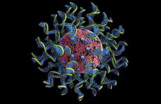癌症杀手，新冠克星？球形核酸疫苗用于疾病治疗