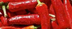 Scoville秤如何适用于辣椒？