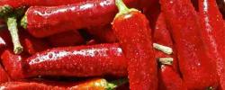 Scoville秤如何适用于辣椒？