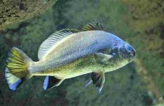 非食用鱼的部分有抗过敏特性吗色谱法探索