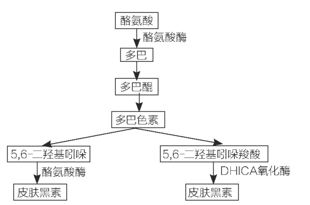 美白产品你选对了吗？,图片,美白,黑色素,熊果苷,谷胱甘肽,槲皮素,第1张