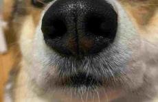 用纳米技术模仿狗的鼻子来嗅出炸弹