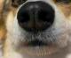 用纳米技术模仿狗的鼻子来嗅出炸弹