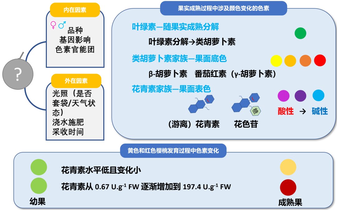 电影《满江红》中的樱桃何以成为传情珍宝,图片,樱桃,传情,车厘子,果实色泽,《满江红》,第3张