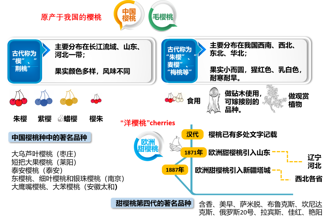 电影《满江红》中的樱桃何以成为传情珍宝,图片,樱桃,传情,车厘子,果实色泽,《满江红》,第2张