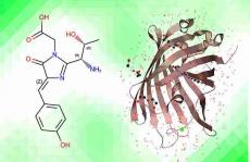 增强型绿色荧光蛋白mRNA偶联的RP和IEX分析