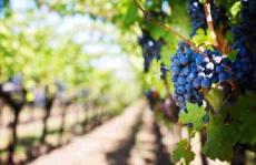 如何用色谱法减缓葡萄成熟以获得更好的葡萄酒