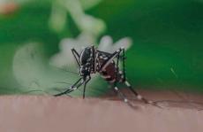 为什么蚊子叮咬一些人而不是其他人？
