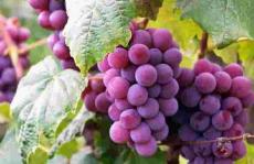 色谱法能释放葡萄和橄榄的废物吗？