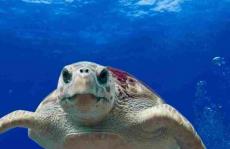 色谱法研究塑料碎片对海龟的影响