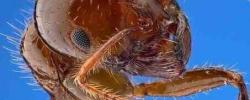 蚂蚁呕吐中有什么信息色谱法探索