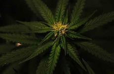合法大麻真的比非法大麻更安全吗？