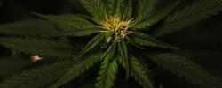合法大麻真的比非法大麻更安全吗？