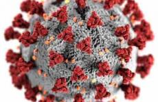 杜鹃花瓣能对抗冠状病毒吗色谱法探索