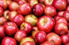 人工香料如何影响苹果色谱法研究