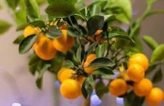 色谱法找到了打破柑橘果实绿色化的关键吗？
