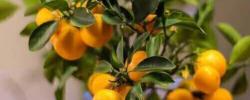 色谱法找到了打破柑橘果实绿色化的关键吗？