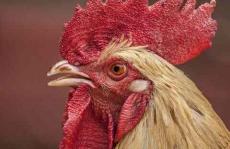 鸡肉味疟疾丸-色谱法解释