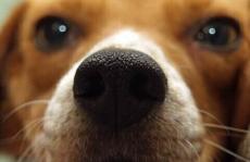狗是如何闻到癌症的？