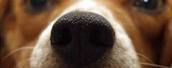 狗是如何闻到癌症的？