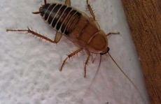 色谱法和粪便可能产生新的蟑螂威慑剂