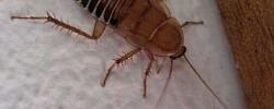 色谱法和粪便可能产生新的蟑螂威慑剂