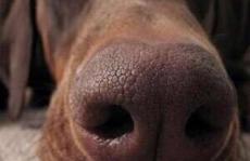 使用纳米技术模仿狗的鼻子来嗅出炸弹