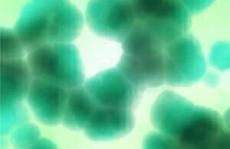科学家表示，世界上首次在蓝藻中发现AEG
